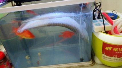 銀龍魚不愛動了怎么回事（銀龍魚不愛動可能由多種因素引起銀龍魚不愛動的原因） 銀龍魚不愛動了怎么回事（銀龍魚不愛動可能由多種因素引起銀龍魚不愛動的原因） 龍魚百科 第5張