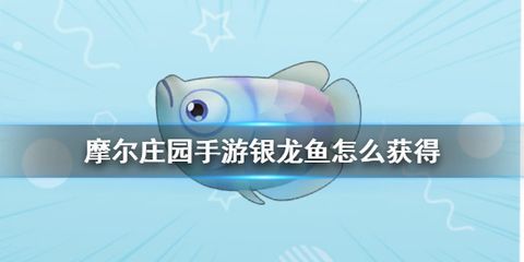 銀龍魚不愛動了怎么回事（銀龍魚不愛動可能由多種因素引起銀龍魚不愛動的原因） 銀龍魚不愛動了怎么回事（銀龍魚不愛動可能由多種因素引起銀龍魚不愛動的原因） 龍魚百科 第4張