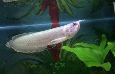 銀龍魚不愛動了怎么回事（銀龍魚不愛動可能由多種因素引起銀龍魚不愛動的原因） 銀龍魚不愛動了怎么回事（銀龍魚不愛動可能由多種因素引起銀龍魚不愛動的原因） 龍魚百科 第3張