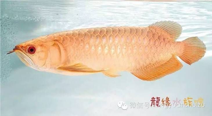 龍魚的來歷：龍魚的來歷及種類及種類介紹