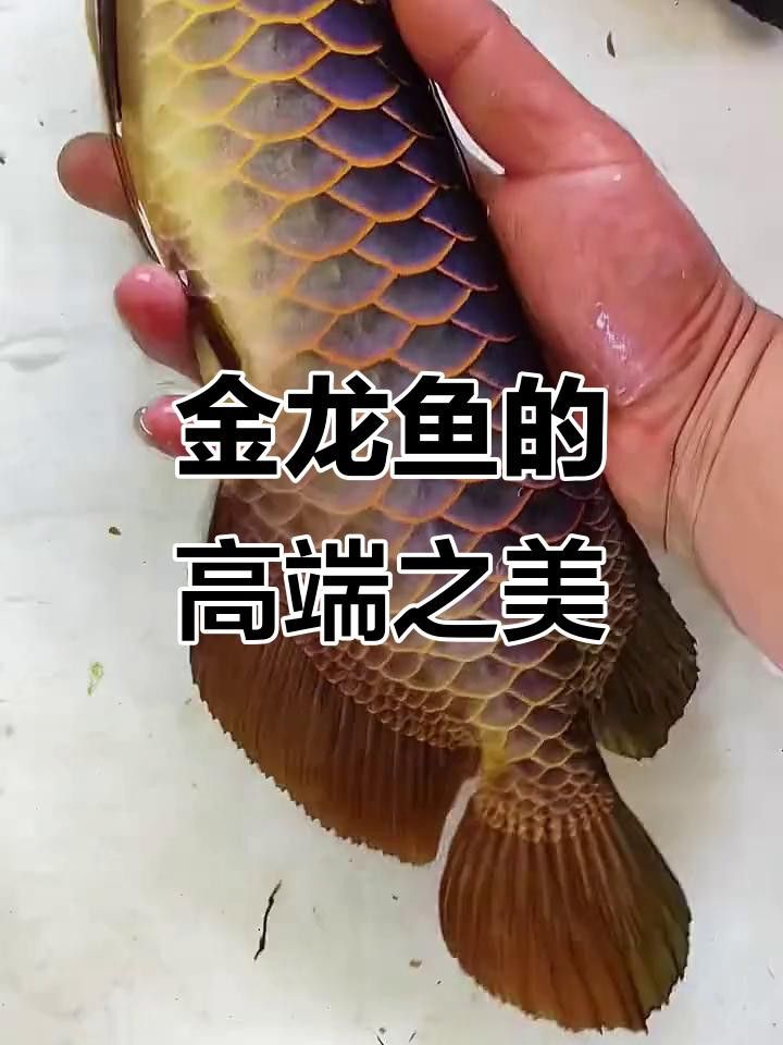 金龍魚高端品種有哪些？ 金龍魚高端品種有哪些？ 龍魚百科 第5張