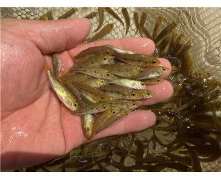 龍魚配什么魚最佳：與龍魚混養(yǎng)的最佳伴侶魚種