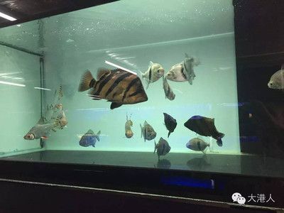 龍魚配什么魚最佳：與龍魚混養(yǎng)的最佳伴侶魚種