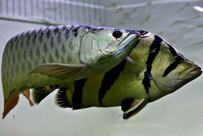 龍魚配什么魚最佳：與龍魚混養(yǎng)的最佳伴侶魚種