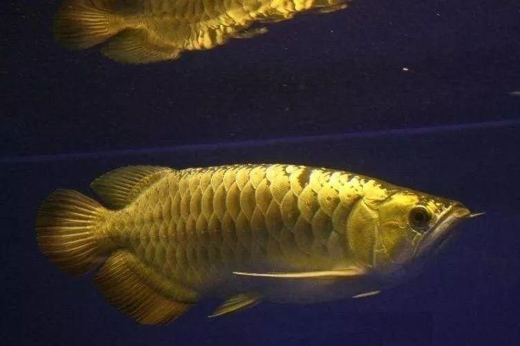 名貴金龍魚多少錢一條啊（名貴金龍魚價格信息）