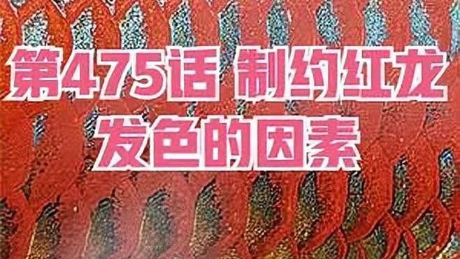 哪些因素會影響辣椒紅龍魚發色？