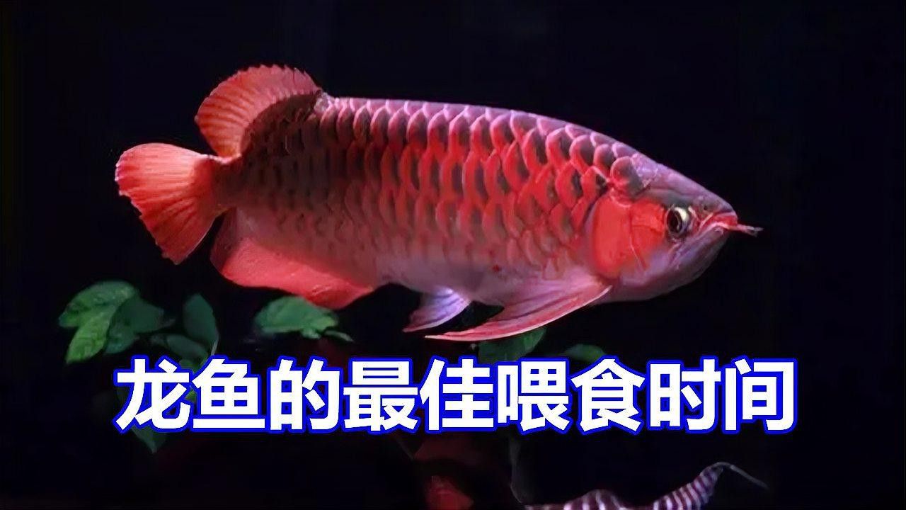 紅龍魚多久喂一次飼料