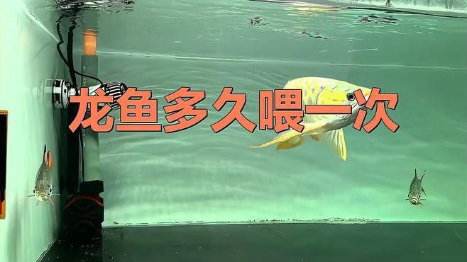 紅龍魚多久喂一次飼料