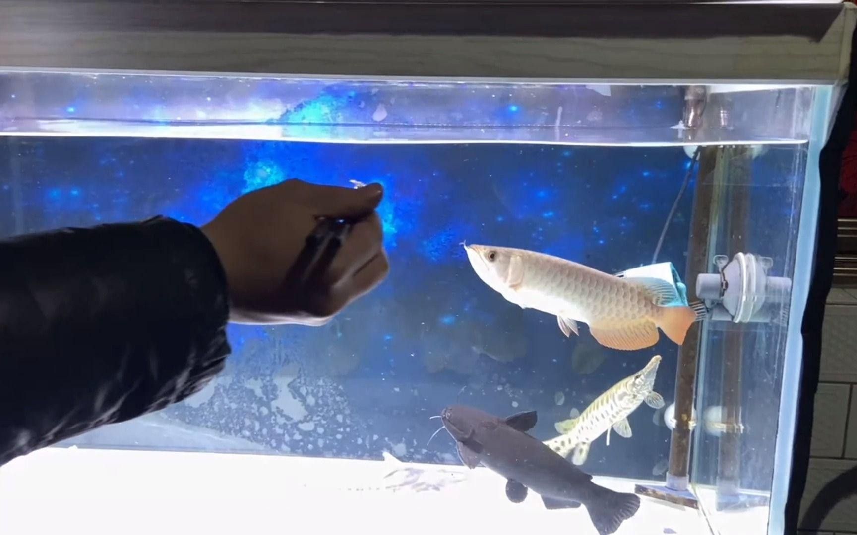 紅龍魚多久喂一次飼料