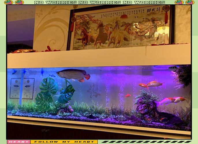 龍魚魚缸擺放位置圖 龍魚魚缸擺放位置圖 龍魚百科 第3張