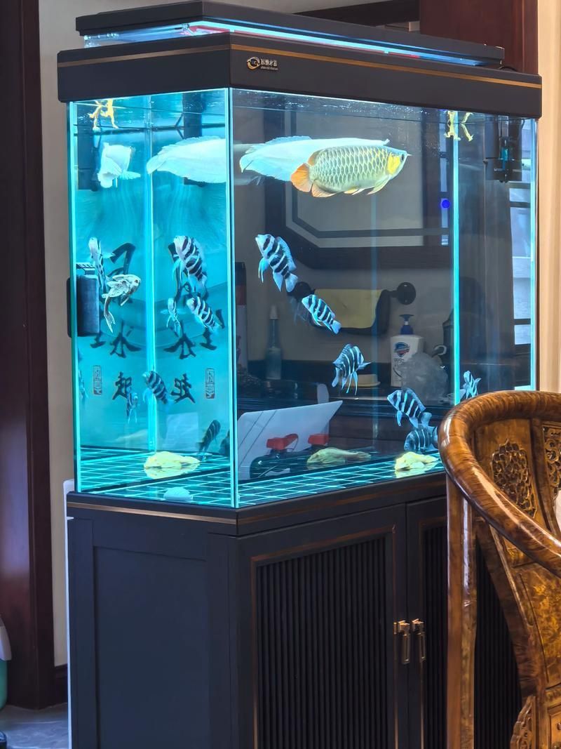 龍魚魚缸擺放位置圖 龍魚魚缸擺放位置圖 龍魚百科 第14張