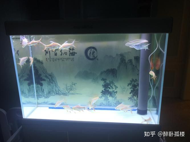 龍魚魚缸擺放位置圖 龍魚魚缸擺放位置圖 龍魚百科 第12張