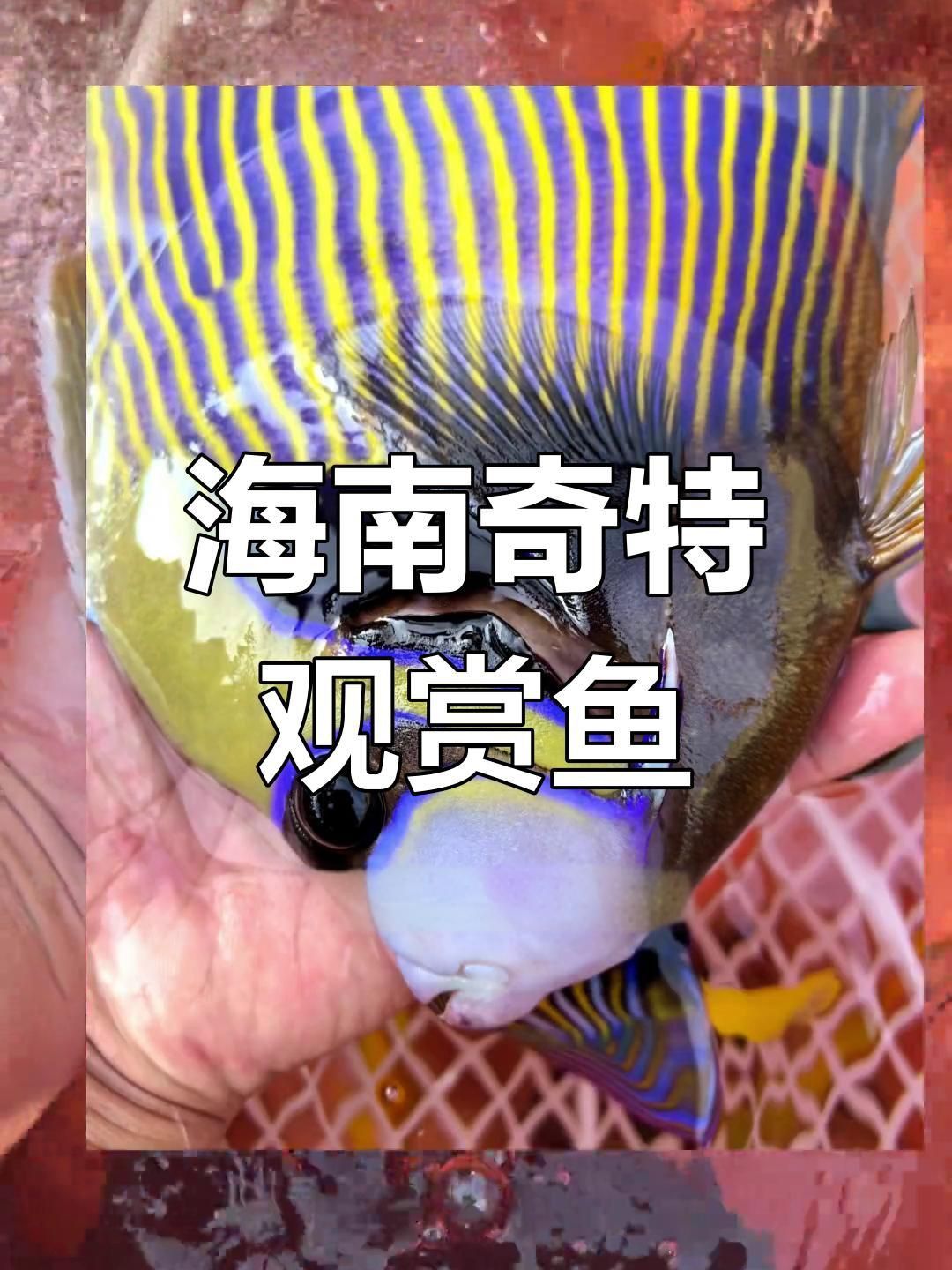 藍斑魚是什么品種