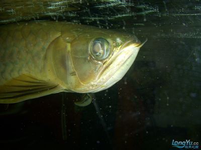 銀板魚繁殖期間水質要求：銀板魚在繁殖期間對水質有一定的要求