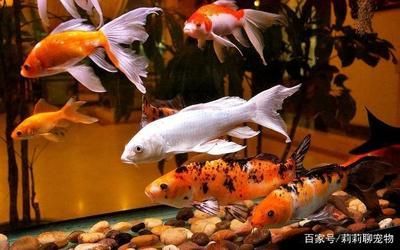 紅白錦鯉最佳飼養環境，紅白錦鯉的飼養方式