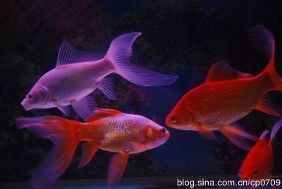 紅白錦鯉最佳飼養環境，紅白錦鯉的飼養方式