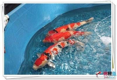 紅白錦鯉最佳飼養環境，紅白錦鯉的飼養方式