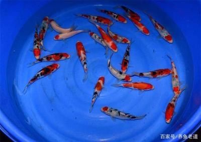 紅白錦鯉最佳飼養環境，紅白錦鯉的飼養方式