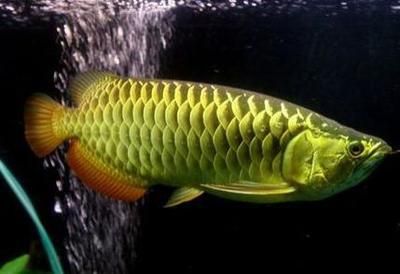 怎樣養龍魚才能養得好一點:養龍魚注意事項和技巧 龍魚百科 第2張 怎樣養龍魚才能養得好一點:養龍魚注意事項和技巧 怎樣養龍魚才能養得好一點:養龍魚注意事項和技巧 龍魚百科 第2張