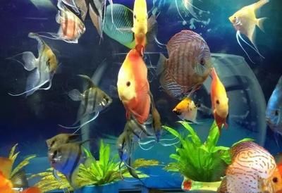 龍魚混養風水說法圖解大全（龍魚混養的風水說法）