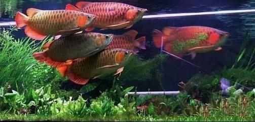 龍魚混養風水說法圖解大全（龍魚混養的風水說法）