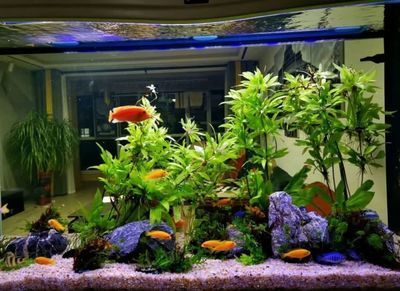 龍魚混養風水說法圖解大全（龍魚混養的風水說法）