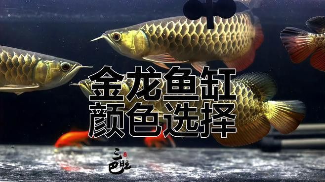 金龍魚用什么顏色的魚缸好看