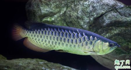 龍魚怕光嗎？：龍魚害怕光嗎？
