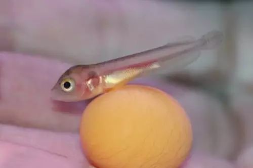 龍魚產蛋了（關于龍魚產蛋的一些詳細描述和注意事項）