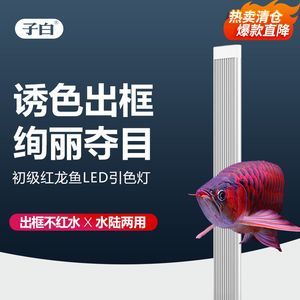 紅龍魚要用什么燈才容易誘色：紅龍魚的誘色燈的選擇要點