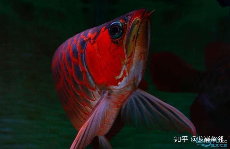 如何加速紅龍變色過程 如何加速紅龍變色過程 龍魚百科 第10張