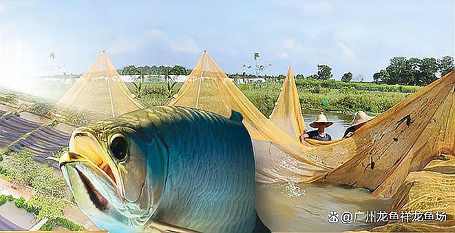 濰坊龍魚批發市場在哪里呀多少錢