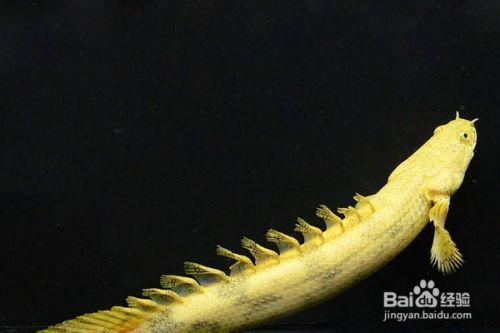 如何改善恐龍魚生活環境：恐龍魚日常護理要點：恐龍魚的生活環境對它們的健康和繁殖至關重要