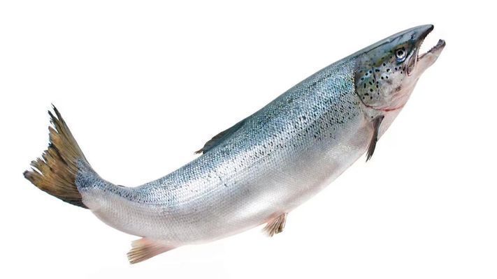 進(jìn)口龍魚(yú)回國(guó)需要什么手續(xù)和證件（進(jìn)口龍魚(yú)回國(guó)所需的手續(xù)和證件）