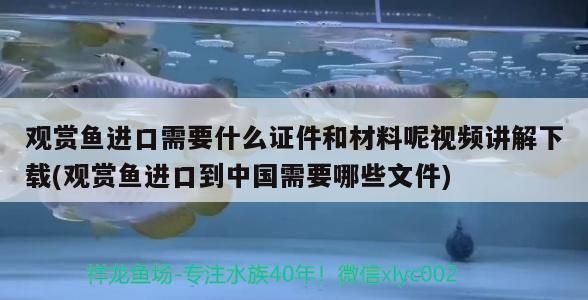 進(jìn)口龍魚(yú)回國(guó)需要什么手續(xù)和證件（進(jìn)口龍魚(yú)回國(guó)所需的手續(xù)和證件）