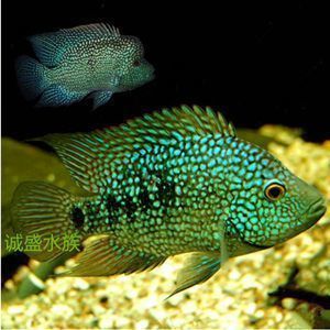 鯊魚能和龍魚混養么？（鯊魚可以和龍魚混養嗎？） 鯊魚能和龍魚混養么？（鯊魚可以和龍魚混養嗎？） 龍魚百科 第4張