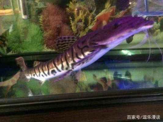 鯊魚能和龍魚混養么？（鯊魚可以和龍魚混養嗎？） 鯊魚能和龍魚混養么？（鯊魚可以和龍魚混養嗎？） 龍魚百科 第1張