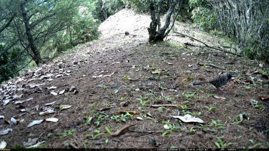 金龍潭有哪些珍稀動植物？ 金龍潭有哪些珍稀動植物？ 龍魚百科 第4張