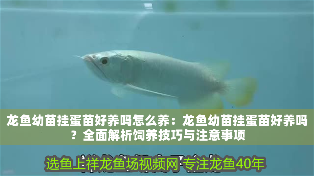 龍魚幼苗掛蛋苗好養嗎怎么養：龍魚幼苗掛蛋苗好養嗎？全面解析飼養技巧與注意事項