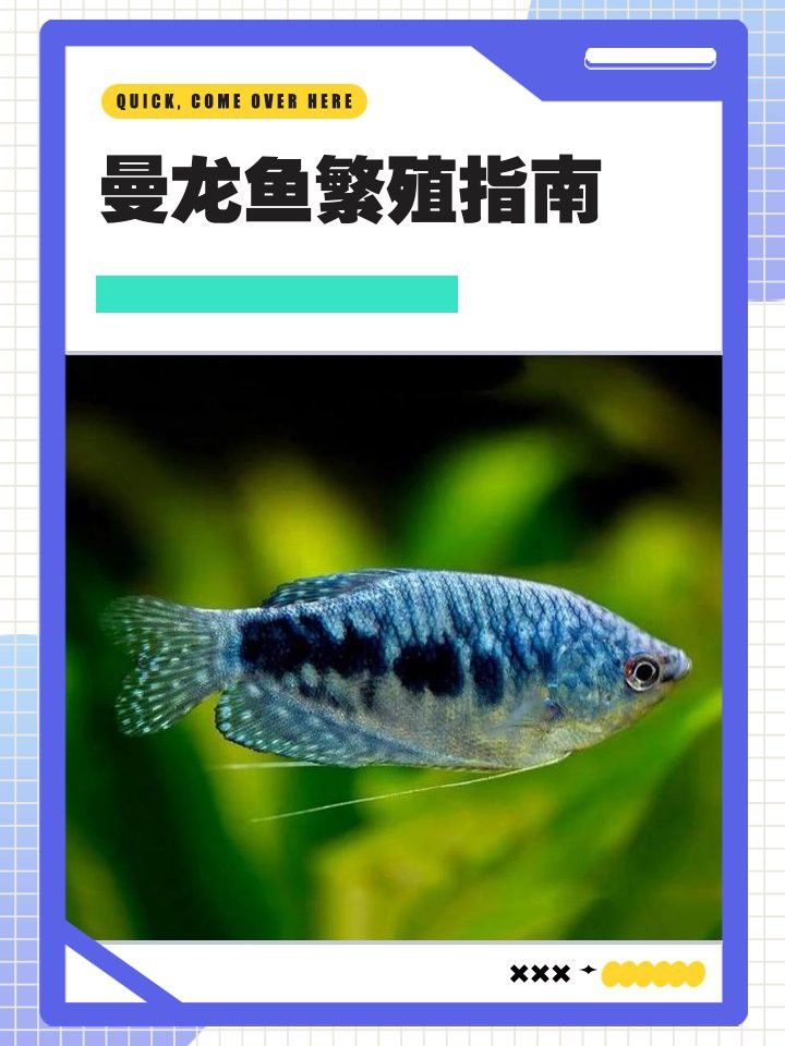 曼龍魚繁殖期如何喂食？