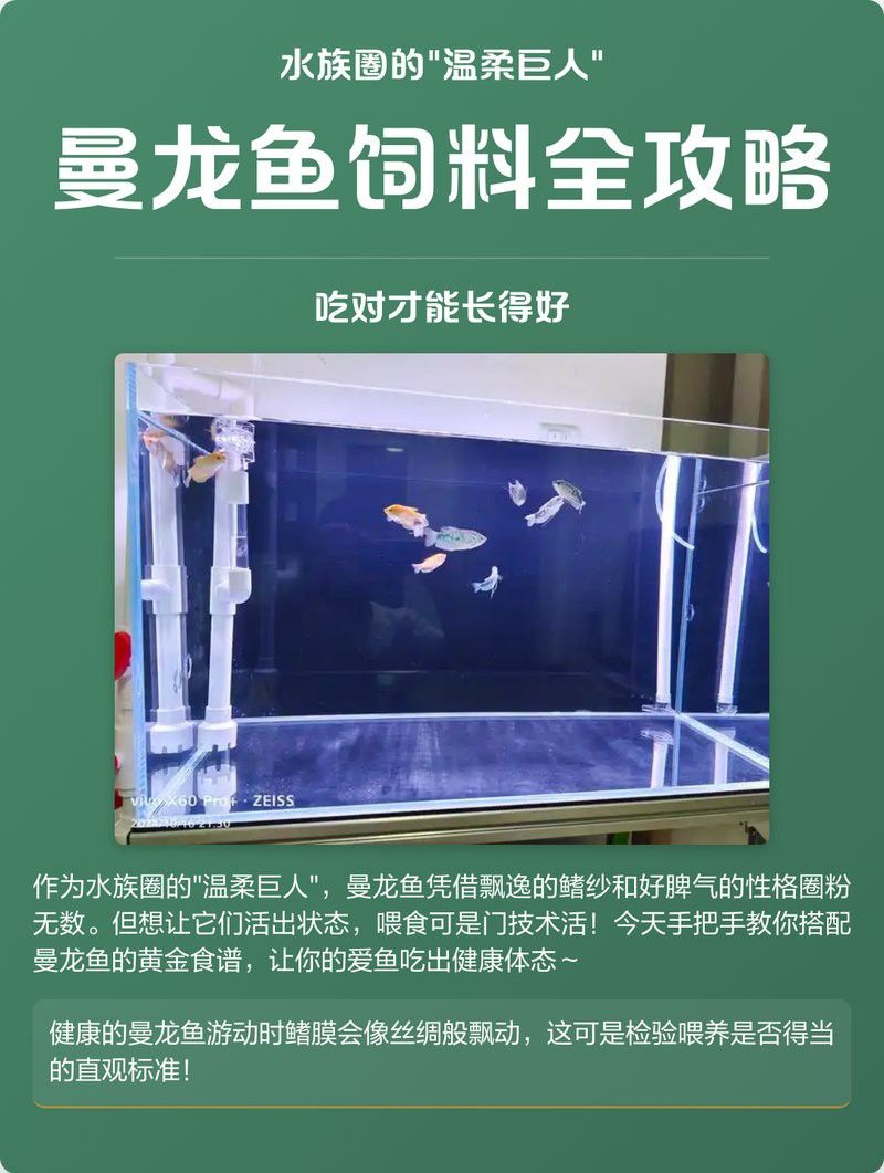 曼龍魚繁殖期如何喂食？