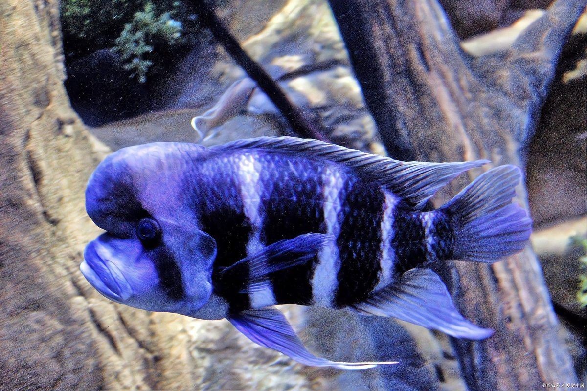 曼龍魚繁殖期如何喂食？