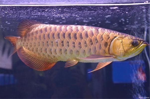 龍魚一次換水多少合適呢，龍魚換水的合適比例是多少？