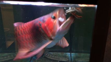 紅龍魚的飼養方法：成年紅龍魚的飼養技巧