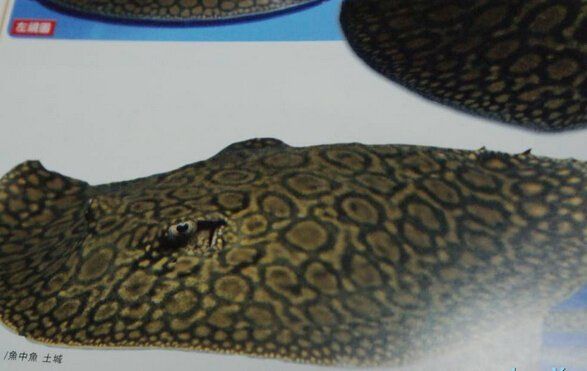 馬來西亞的魟魚價格