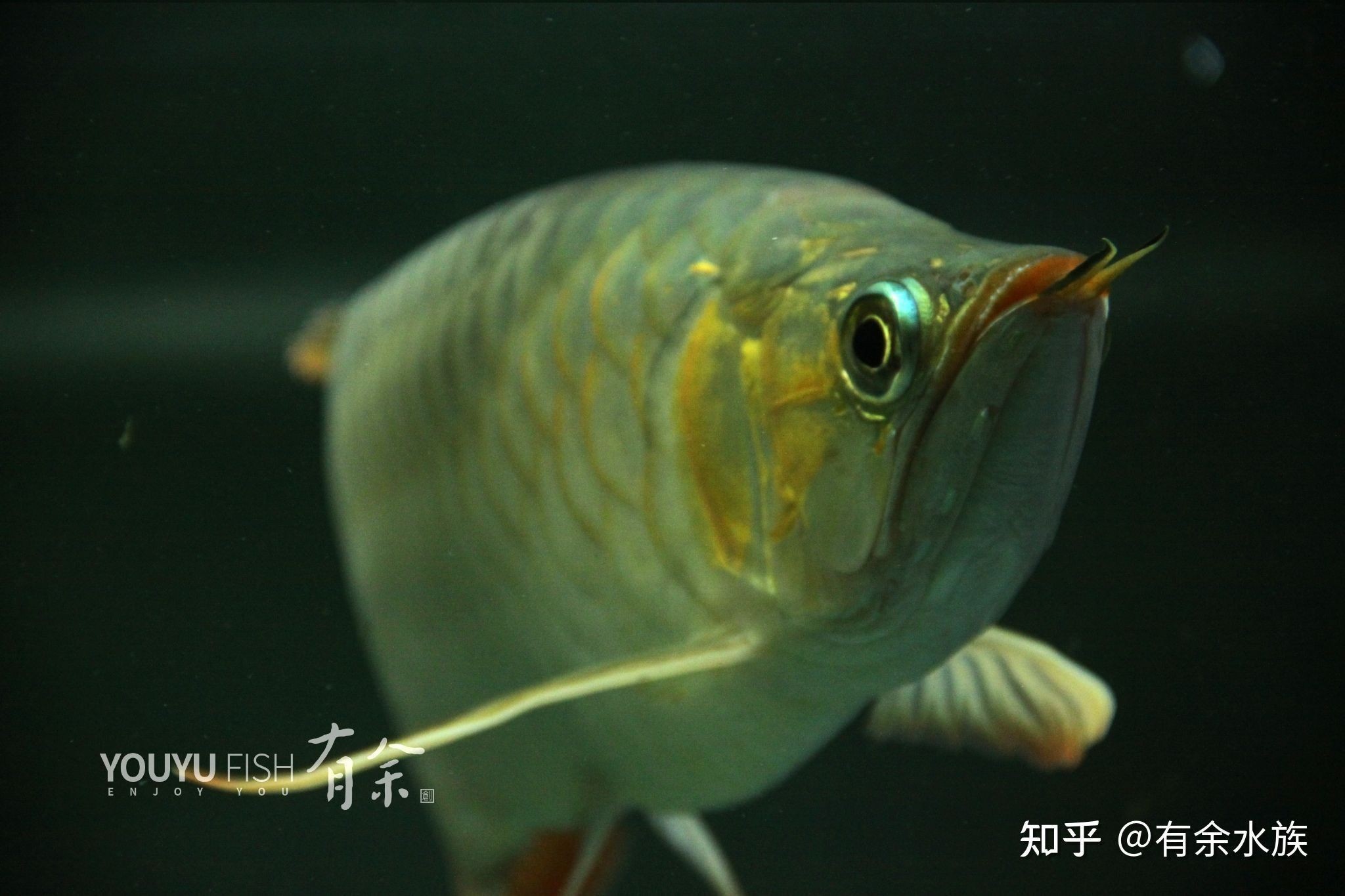 龍魚莫名其妙撞缸了什么原因造成的：如何避免龍魚撞缸？