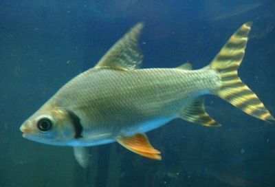 龍魚咬魟魚嗎：龍魚咬魟魚的原因