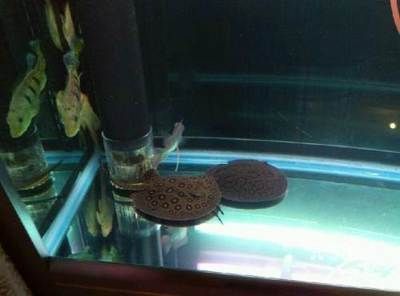 龍魚咬魟魚嗎：龍魚咬魟魚的原因