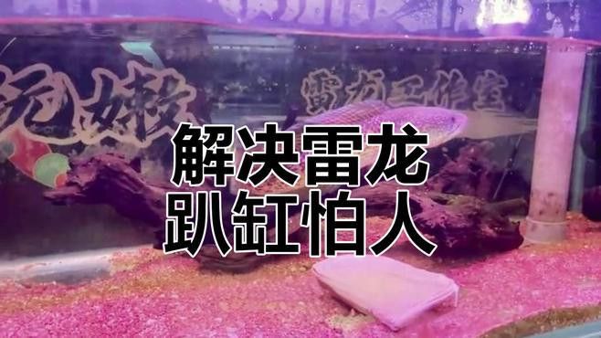 彩虹雷龍魚不吃東西怎么辦
