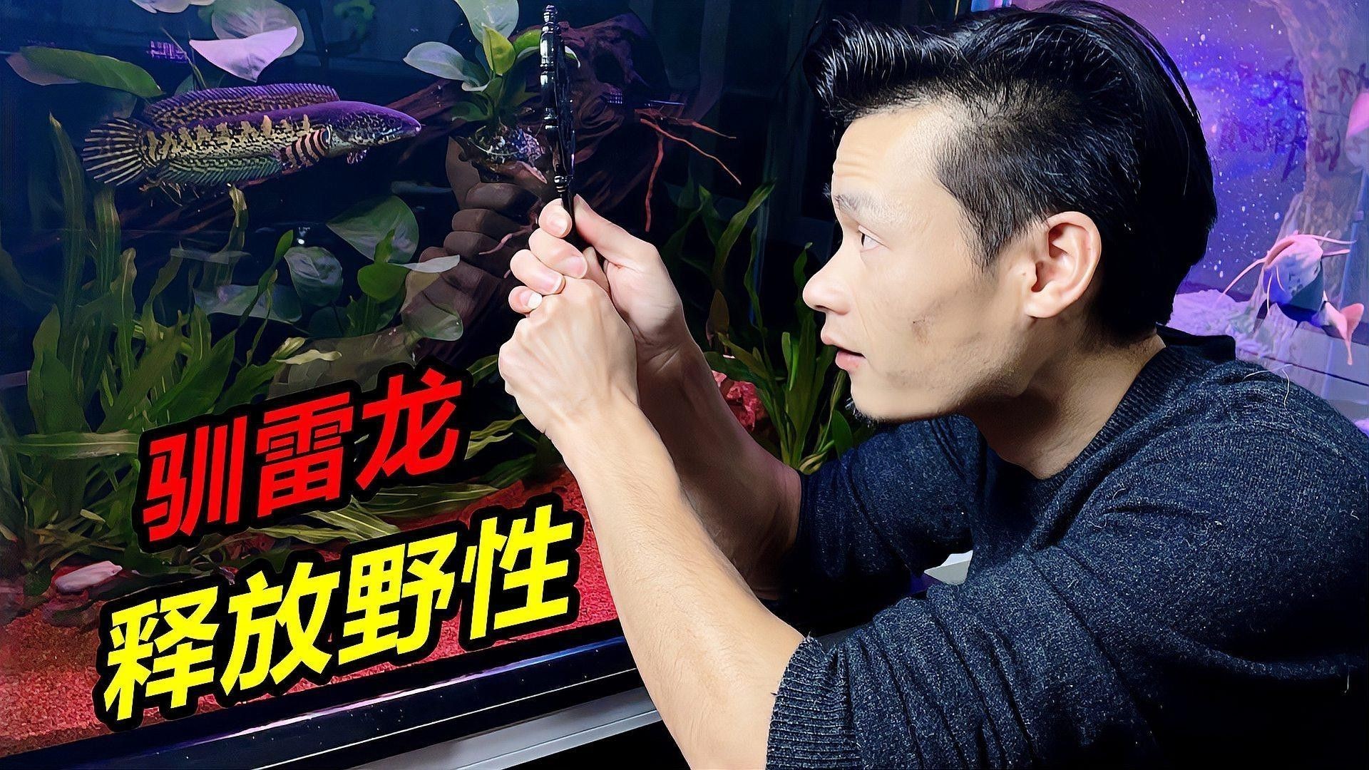 彩虹雷龍魚不吃東西怎么辦